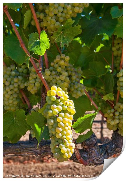 Beautiful view of wine vineyards in Napa Valley. Print by Jamie Pham