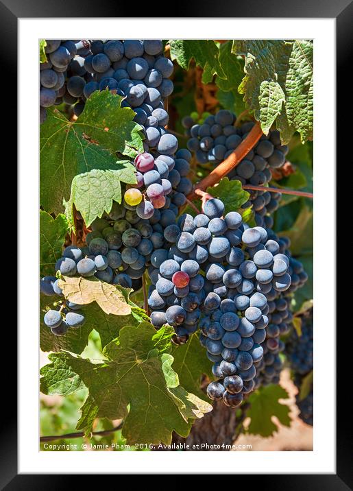Beautiful view of wine vineyards in Napa Valley. Framed Mounted Print by Jamie Pham