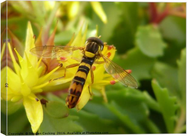 Hoverfly on Yellow Alpine Flower Canvas Print by Stephen Cocking