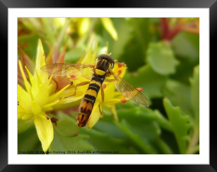 Hoverfly on Yellow Alpine Flower Framed Mounted Print by Stephen Cocking
