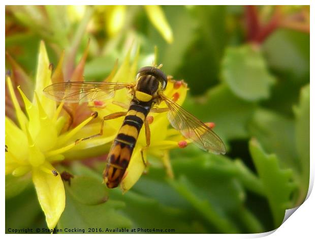 Hoverfly on Yellow Alpine Flower Print by Stephen Cocking