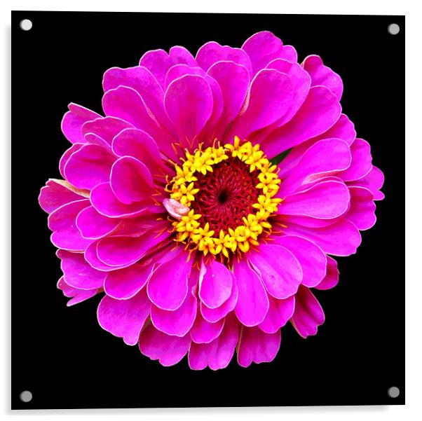 Detailed Summer Flora Acrylic by james balzano, jr.