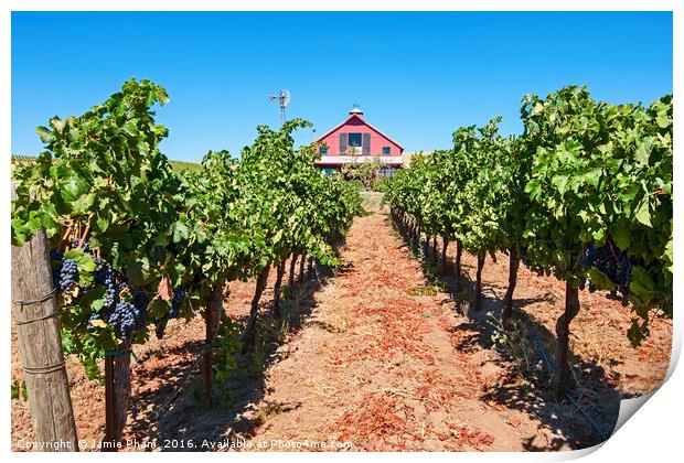 Beautiful view of wine vineyards in Napa Valley. Print by Jamie Pham