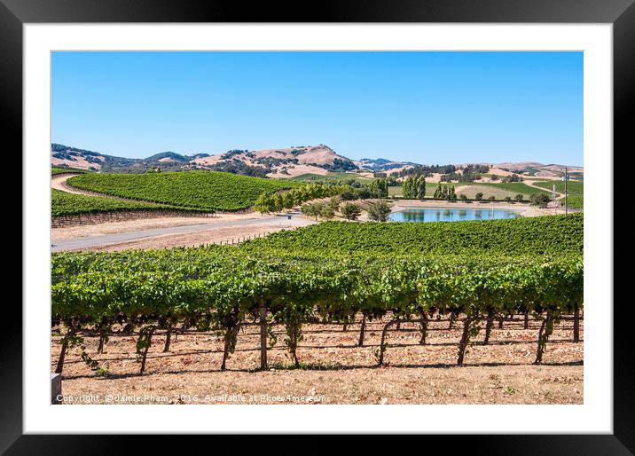 Beautiful view of Cuvaison Winery and vineyard in  Framed Mounted Print by Jamie Pham