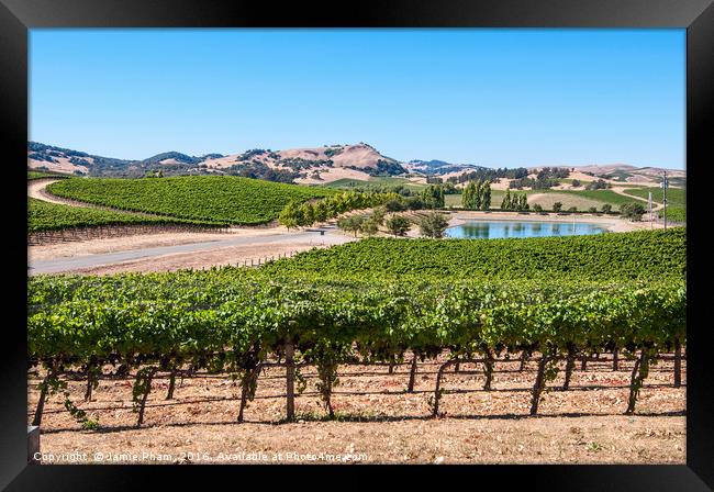 Beautiful view of Cuvaison Winery and vineyard in  Framed Print by Jamie Pham