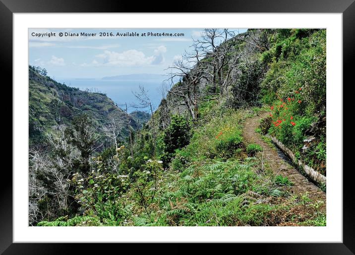 The Porto Novo Valley, Madeira Framed Mounted Print by Diana Mower