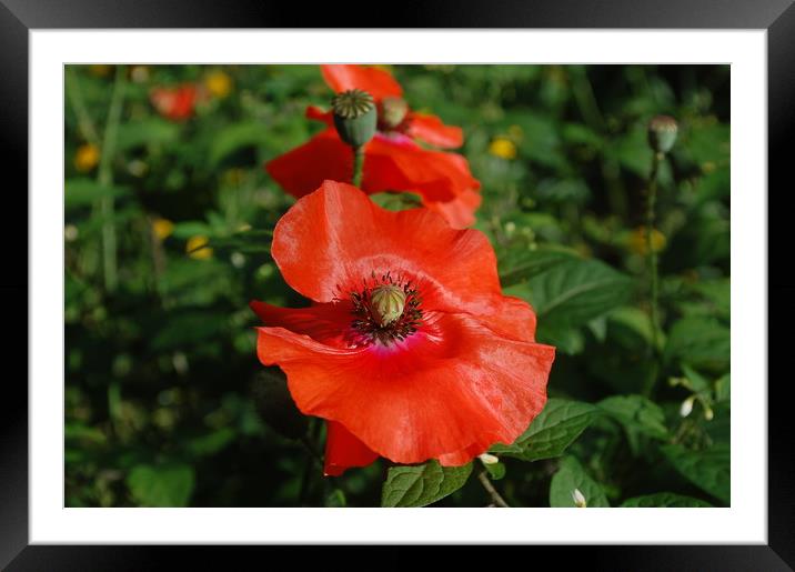 Poppy Framed Mounted Print by Emma Crowter