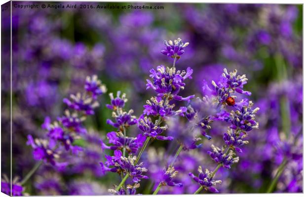 Lavender and Bug Canvas Print by Angela Aird