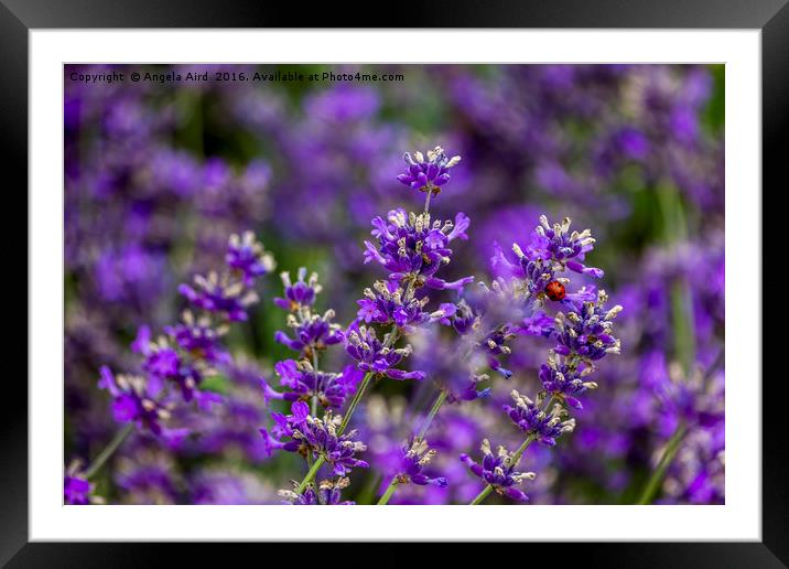 Lavender and Bug Framed Mounted Print by Angela Aird