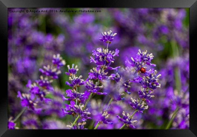 Lavender and Bug Framed Print by Angela Aird