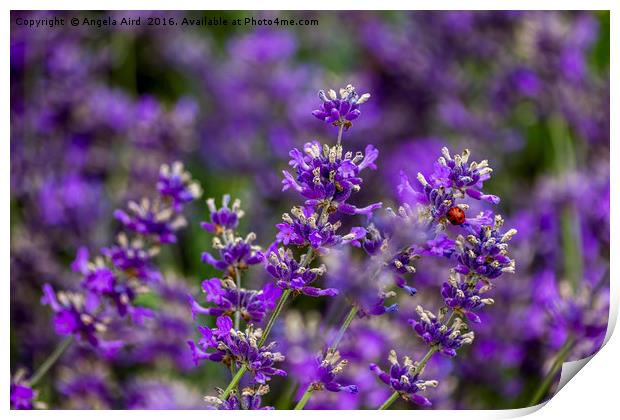 Lavender and Bug Print by Angela Aird