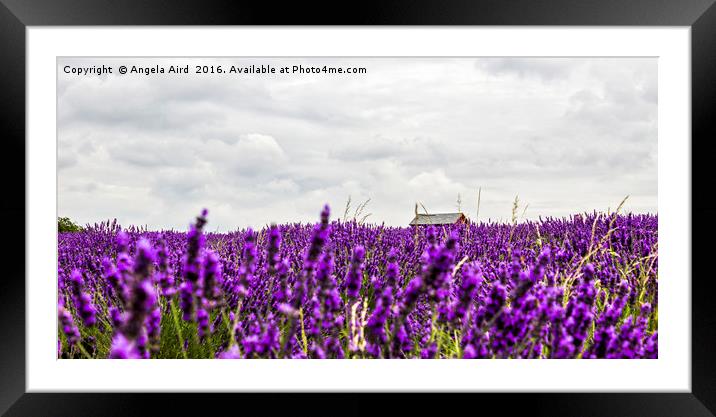 Lavender in Bloom. Framed Mounted Print by Angela Aird