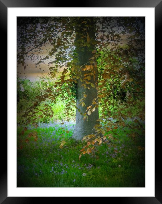 Bluebell Wood. Framed Mounted Print by Heather Goodwin