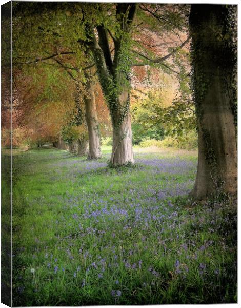 Bluebell Alley.  Canvas Print by Heather Goodwin