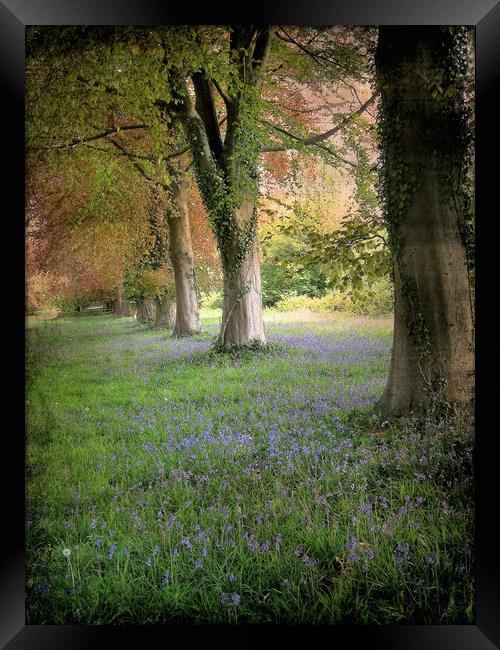 Bluebell Alley.  Framed Print by Heather Goodwin