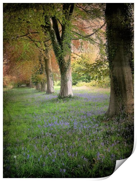 Bluebell Alley.  Print by Heather Goodwin