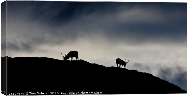Highland Stag silhouette Canvas Print by Tom Dolezal