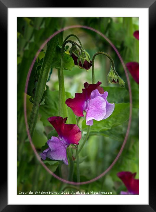 Sweet Pea Framed Mounted Print by Robert Murray