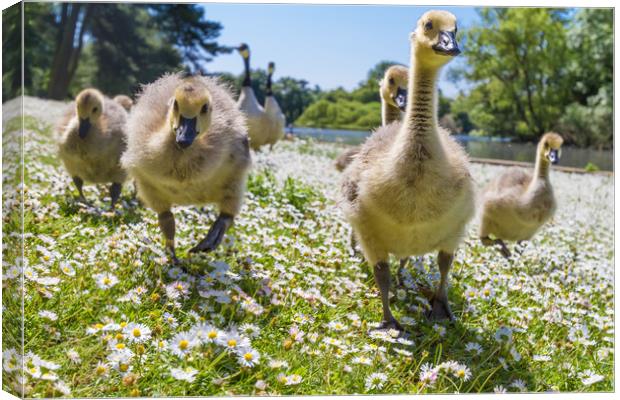 Summer Goslings  Canvas Print by George Cairns