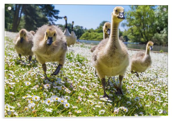 Summer Goslings  Acrylic by George Cairns