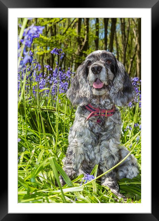 Cocker Spaniel and bluebells Framed Mounted Print by George Cairns