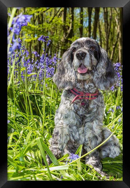 Cocker Spaniel and bluebells Framed Print by George Cairns
