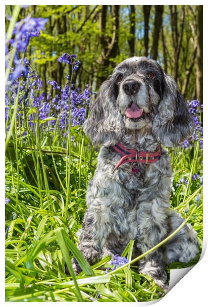 Cocker Spaniel and bluebells Print by George Cairns