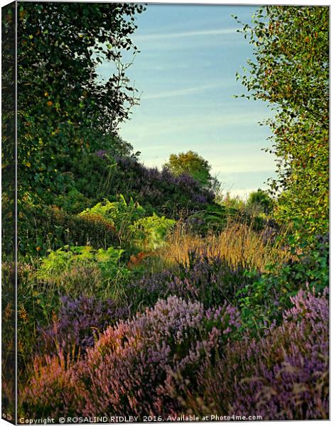 "EVENING LIGHT ON THE HEATHER" Canvas Print by ROS RIDLEY