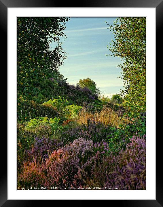 "EVENING LIGHT ON THE HEATHER" Framed Mounted Print by ROS RIDLEY