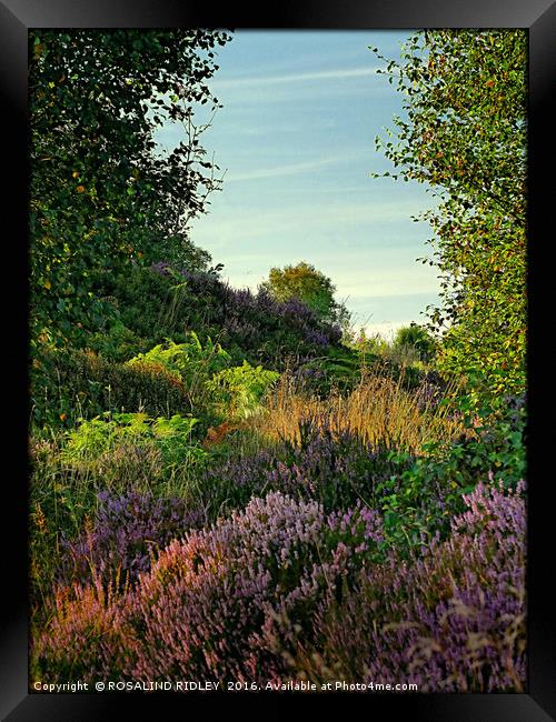 "EVENING LIGHT ON THE HEATHER" Framed Print by ROS RIDLEY