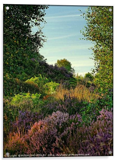 "EVENING LIGHT ON THE HEATHER" Acrylic by ROS RIDLEY