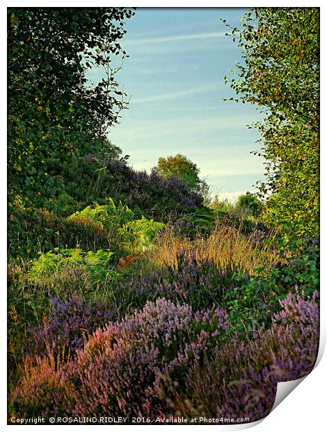"EVENING LIGHT ON THE HEATHER" Print by ROS RIDLEY