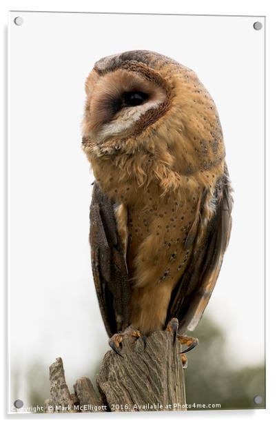 Scandinavian Barn Owl Acrylic by Mark McElligott