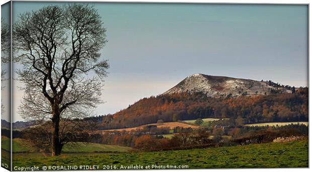 "TREE OVERLOOKING ONE OF THE EILDON HILLS" Canvas Print by ROS RIDLEY