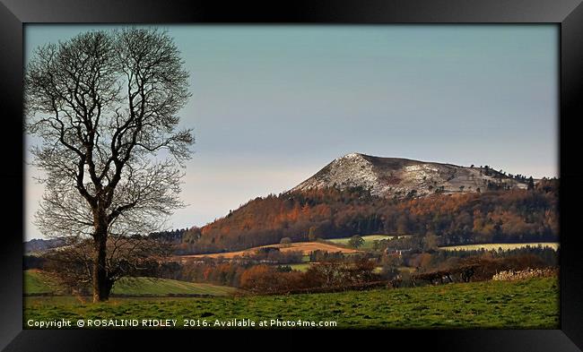 "TREE OVERLOOKING ONE OF THE EILDON HILLS" Framed Print by ROS RIDLEY