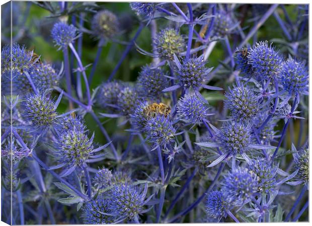 Sea Holly Canvas Print by Victor Burnside