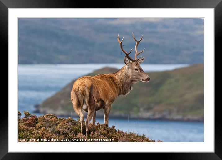 Stag overlooking his Highland kingdom Framed Mounted Print by Tom Dolezal