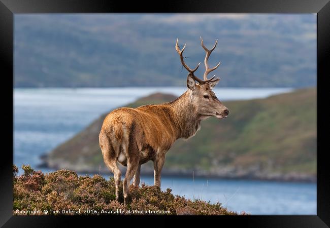 Stag overlooking his Highland kingdom Framed Print by Tom Dolezal