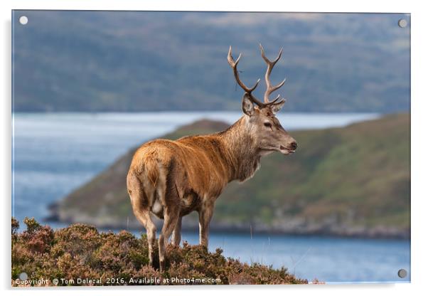 Stag overlooking his Highland kingdom Acrylic by Tom Dolezal