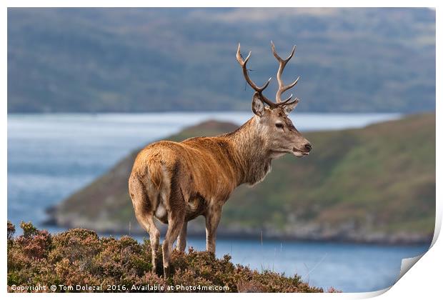 Stag overlooking his Highland kingdom Print by Tom Dolezal