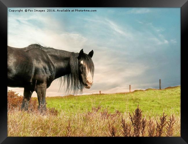 Horse in the field Framed Print by Derrick Fox Lomax