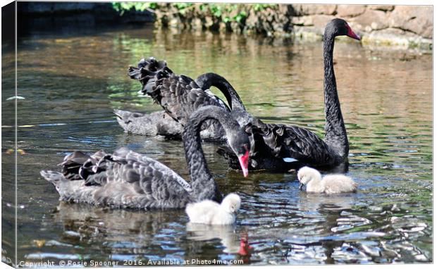 Black Swans and four day old cygnets at Dawlish Canvas Print by Rosie Spooner
