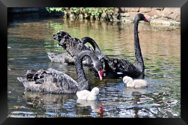 Black Swans and four day old cygnets at Dawlish Framed Print by Rosie Spooner
