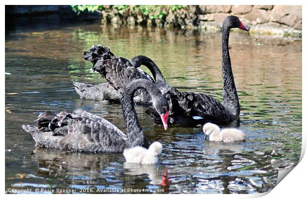Black Swans and four day old cygnets at Dawlish Print by Rosie Spooner