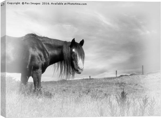 Horse in the field Canvas Print by Derrick Fox Lomax