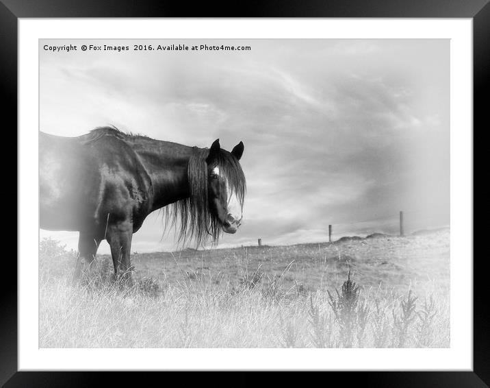 Horse in the field Framed Mounted Print by Derrick Fox Lomax