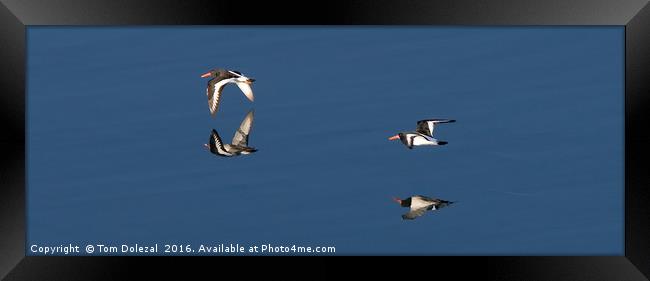 Oystercatcher reflection Framed Print by Tom Dolezal