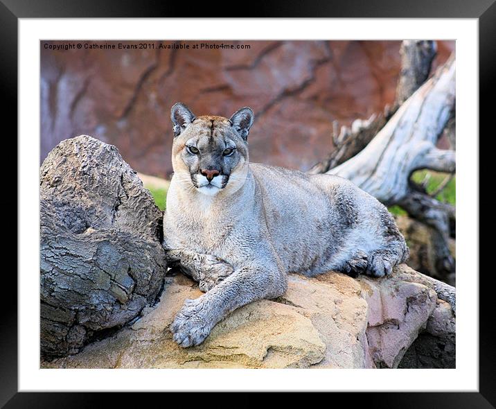 Puma Stare Framed Mounted Print by Catherine Fowler