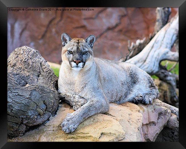 Puma Stare Framed Print by Catherine Fowler