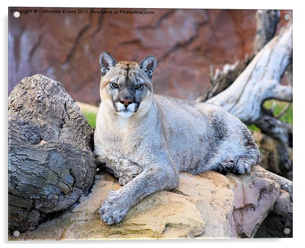 Puma Stare Acrylic by Catherine Fowler